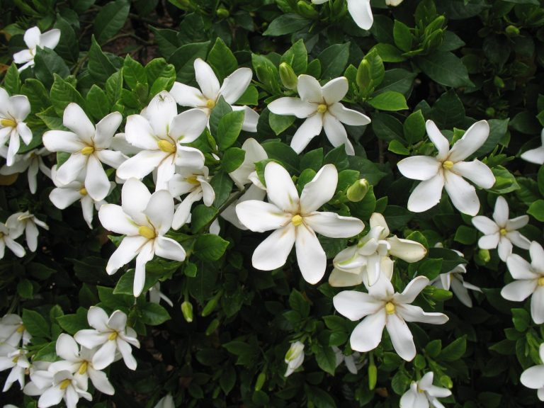 Types of Gardenias: 8 Popular Gardenia Varieties