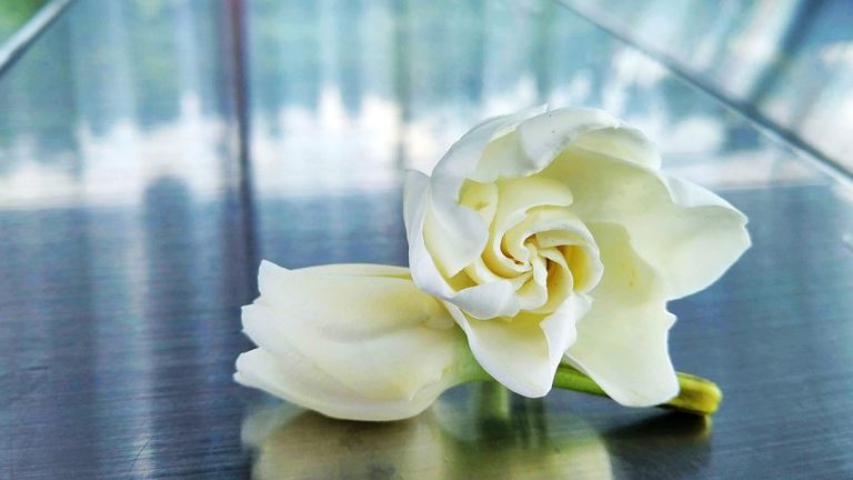 When Does a Gardenia Bloom?