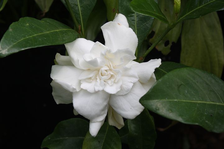 Fertilizing Gardenias – What Do You Need to Know