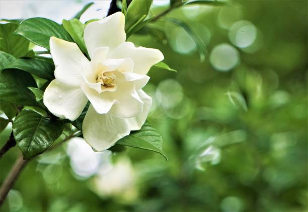 When should I fertilize my gardenia?