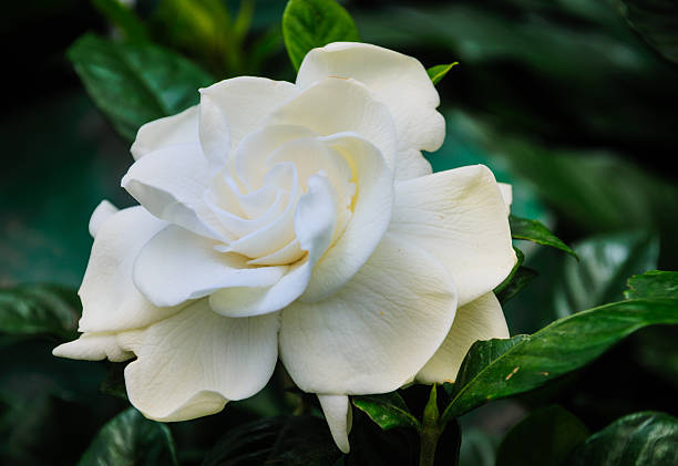 Where Do Gardenias Grow Best?