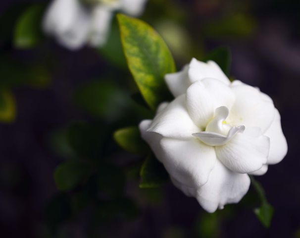 Indoor Gardenia Care Tips For Beginners – How To Grow, Maintain and Keep Your Plant Alive!