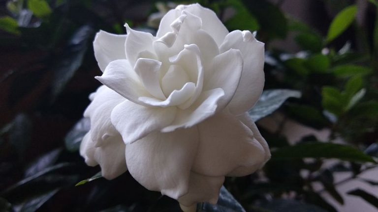 How to Prune a Gardenia – The Ultimate Guide For Beginners!