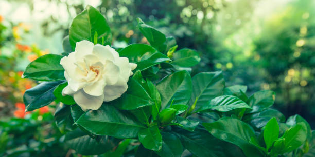 Gardenia Hedge —Creating, Maintaining, and Benefits of a Gardenia as a Hedge
