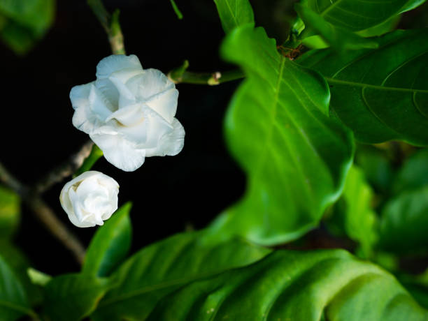 Are Gardenia Plants Perennial? Know Their Average Lifespan!