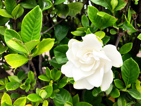 How Big Does Gardenia Plant Get?