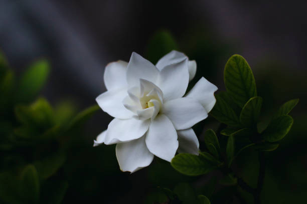 How To Propagate Gardenia: The Ultimate Guide For Beginners!