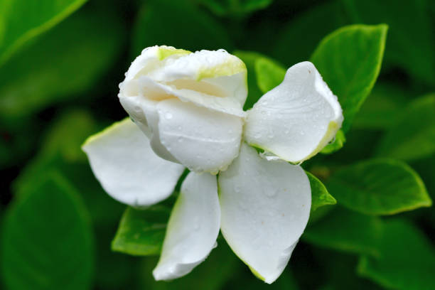 A Beginner’s Guide on How To Take Care for Gardenia Outdoors