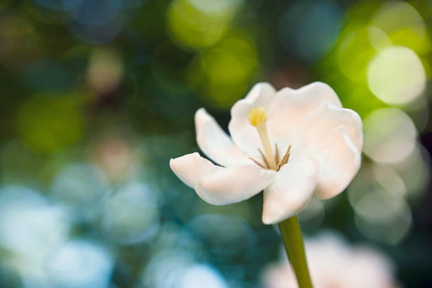 Do Gardenias Like Sun or Shade? Know About Light Requirements for Your Gardenia