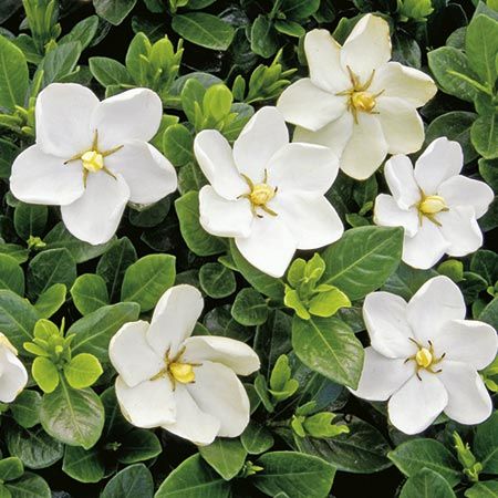 How to Care for Your Gardenia in Winter