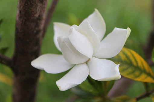 What Is The Difference Between Jasmine And Gardenia?