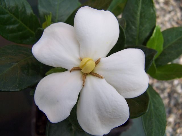How Do You Take Care of Your Gardenias? Tips For Successful Gardening and Growing Of This Amazing Flower!