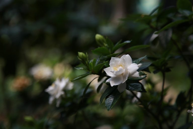 What Does Gardenia Smell Like? Everything You Need to Know About Its Scent