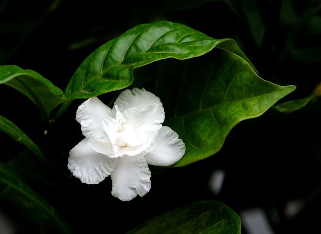 Do Gardenias Thrive in Full Sun?