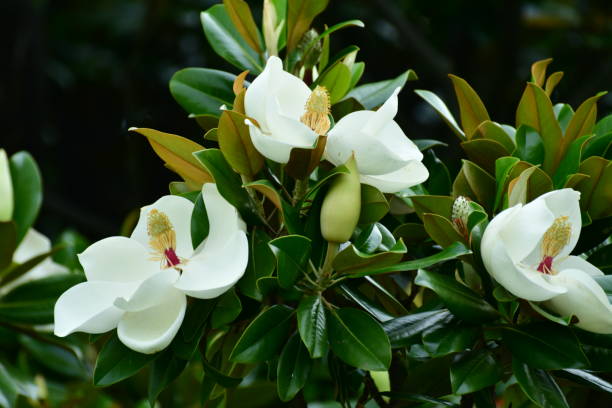 How Long Do Magnolia Blooms Last? Quick Facts about this Precious Plant!