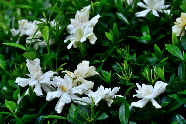 What is the Size of Gardenia Radicans?