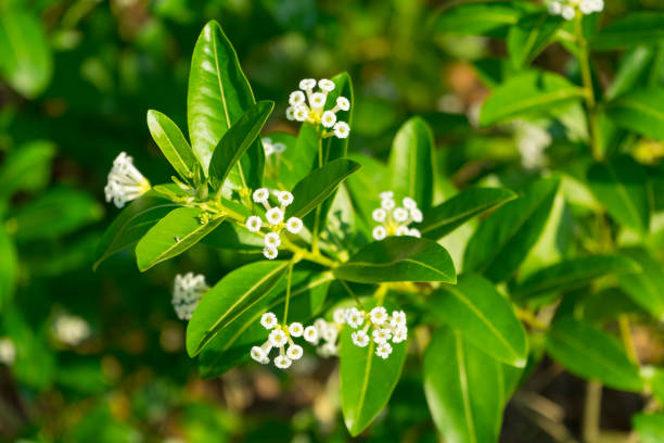 Is Jasmine Toxic To Dogs?