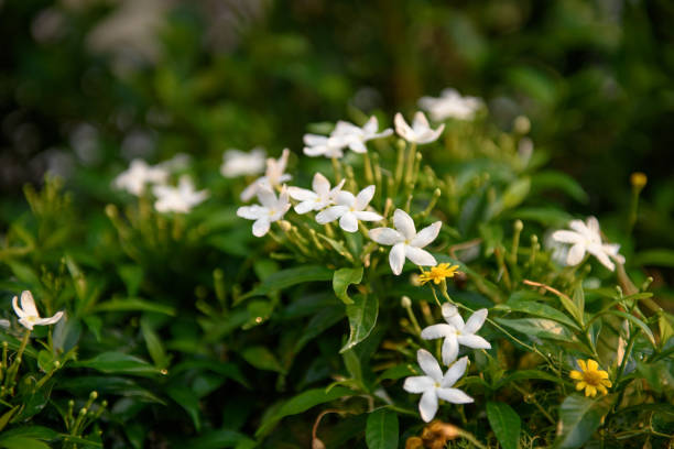 Do Gardenias Smell Good? Why They Should Be Your New Favorite Flower!