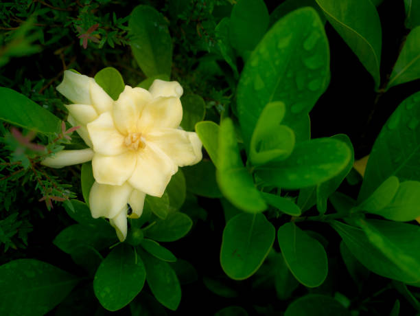 Magnolia vs. Gardenia: The Real Differences Between the Two