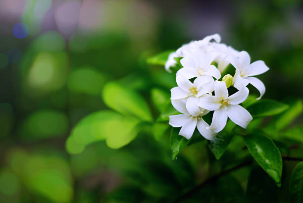 Do Jasmine Attract Bees?