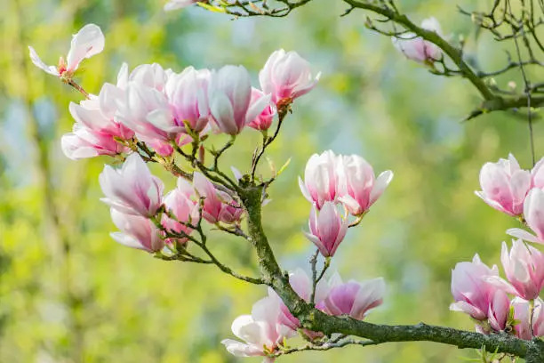 Do All Magnolia Trees Bloom?