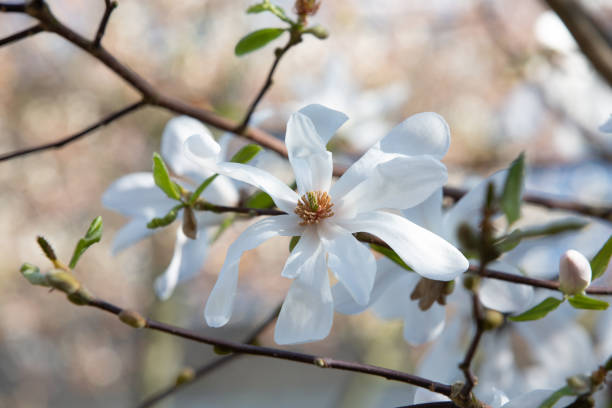 What Type Of Magnolia Tree Do I Have?