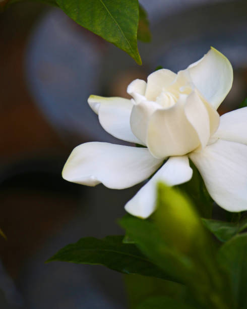 How To Keep Gardenia Alive