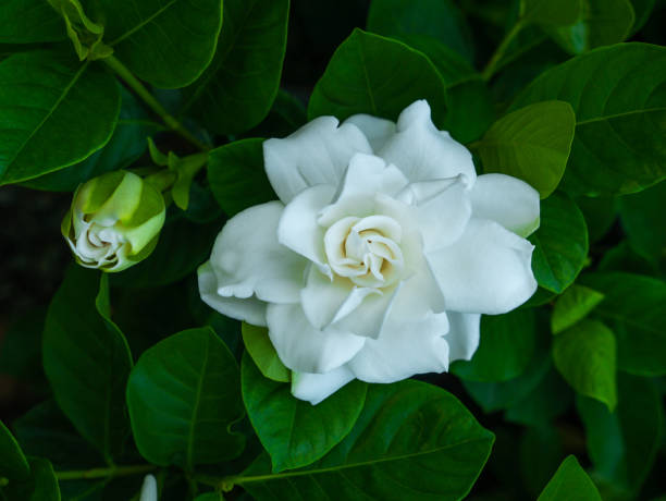 What Are the Colors of Gardenia Flower? - GardenFine