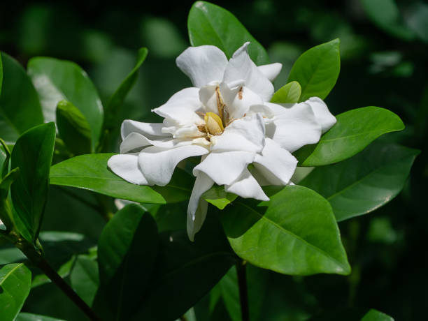 Will Gardenia Grow In Shade? What You Need To Know About Gardenia’s Sunlight Requirement