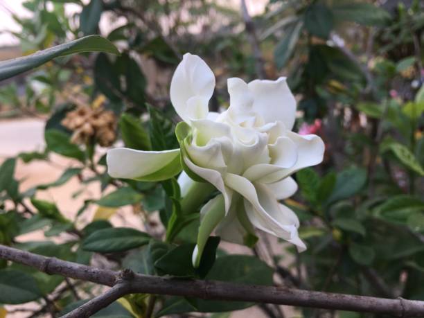 Why Do Gardenia Buds Fall Off?