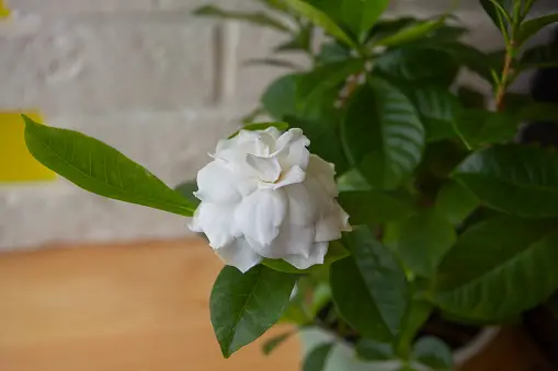What Does Gardenia Look Like? Get To Know This Beautiful Flowerplant!