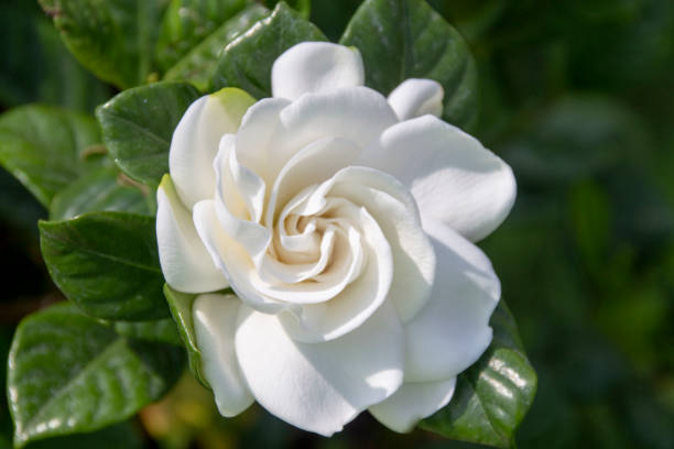 What is the Hardiness Zone? Learn How to Find Your Gardenia’s Hardiness Zone!