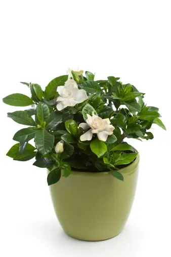 Gardenia as a Houseplant— A Guide for Beginners in Growing and Caring Gardenia Indoors!
