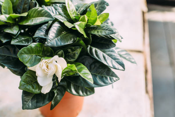 Is Gardenia Poisonous?