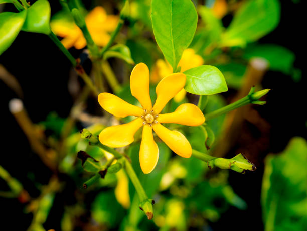 A Brief Guide to Grow Your Own Flowering Plants: Tips To Keep Gardenia Blooming