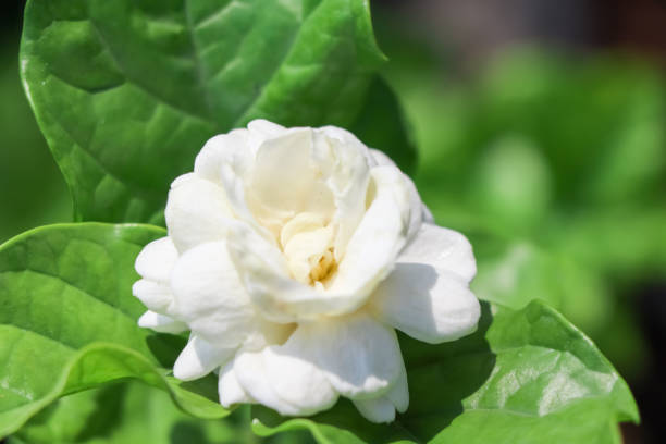 Do Gardenias Bloom All Summer?