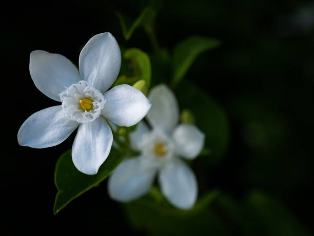 Do Gardenias Bloom All Year? Everything You Need To Know About Bloom Cycle!