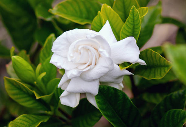 How Long Do Gardenias Blooms Last? The Ultimate Guide To Care and Caring For Your Flowers!
