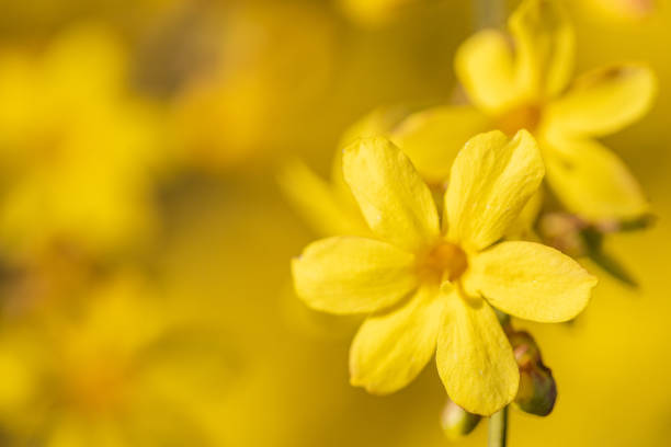 Winter Jasmine: When To Plant and How to Grow it!