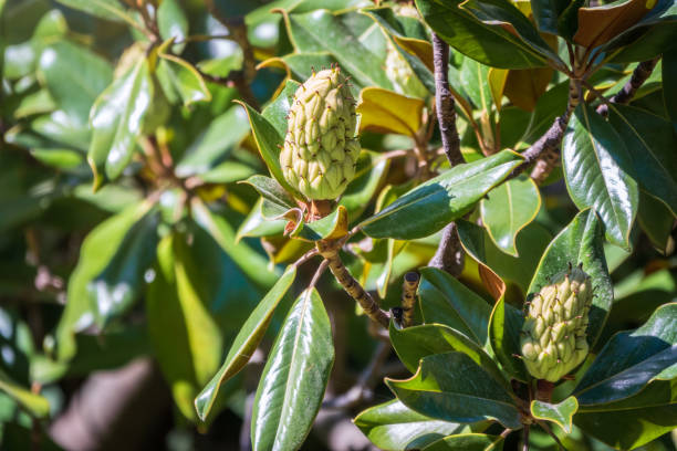 Can You Eat Magnolia Fruit?