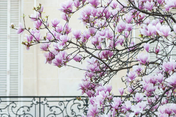 Do Magnolia Trees Grow Fast?