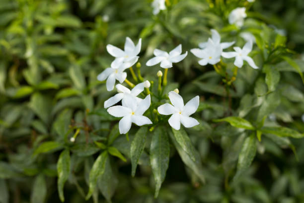 How Often Should Jasmine Be Watered?