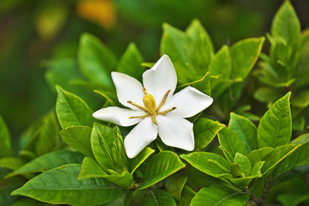 What Are the Colors of Gardenia Flower?