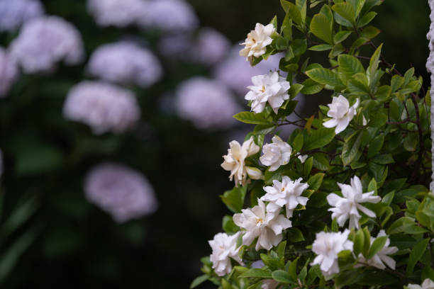 What’s the Soil pH Level Requirement for Gardenia Plant?