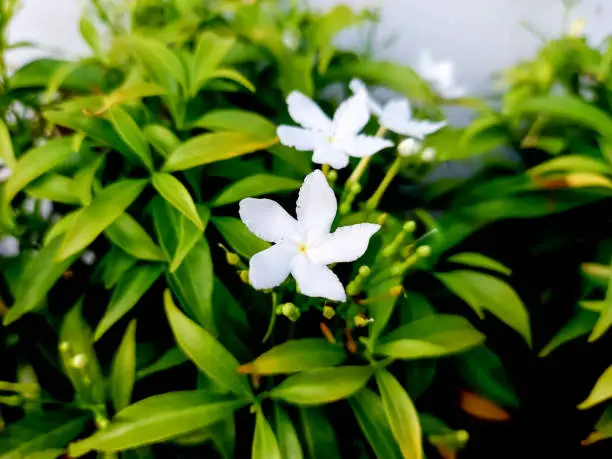 Where To Plant A Gardenia Bush In Your Backyard? An Easy Guide For Beginners