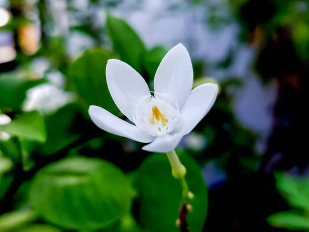 How To Get Gardenia To Bloom