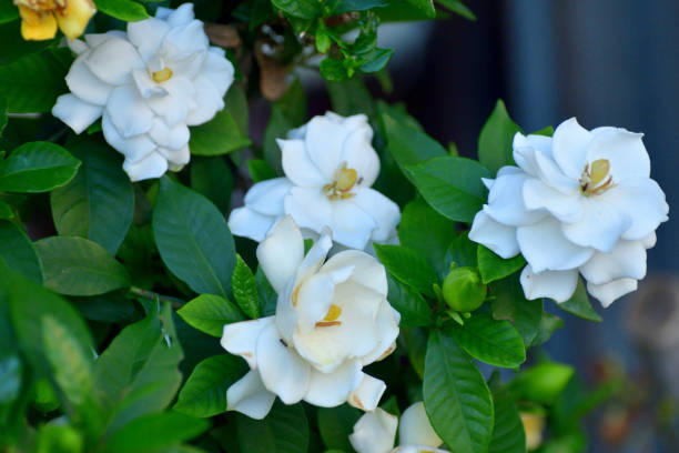Gardenia Water Requirements: A Brief Overview