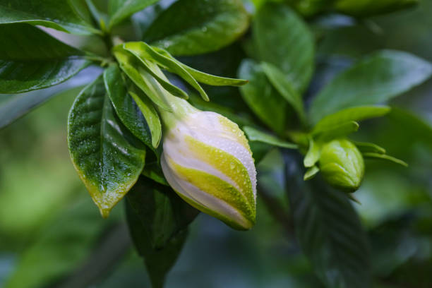 Does Gardenia Attract Bees?