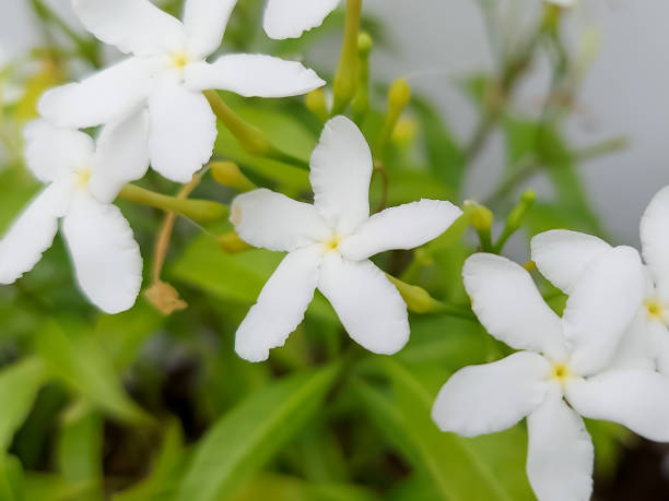 How Long Does Gardenia Flower Last?