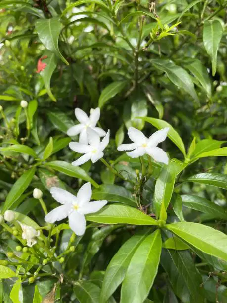 How To Grow Gardenias? —Learn About Their Growing Conditions for a Healthy and Thriving Plant!